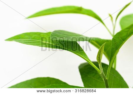 Gymnanthemum Extensum Leaves​ Isolated​ On​ White​ Background​.