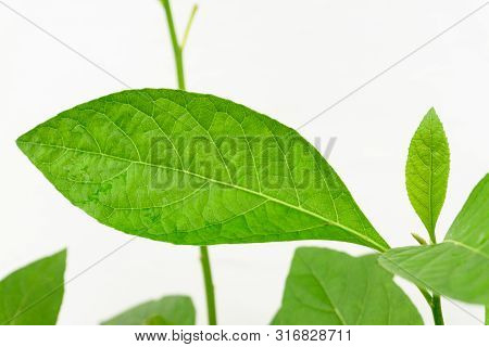 Gymnanthemum Extensum Leaves​ Isolated​ On​ White​ Background​.