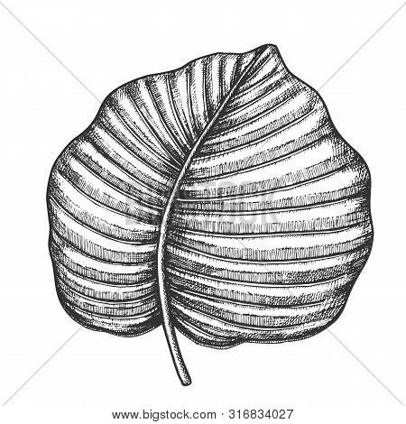 Anthurium Regale Tropical Leaf Hand Drawn Vector. Floral Frond Nils Leaf Of Evergreen Plant. Detail 