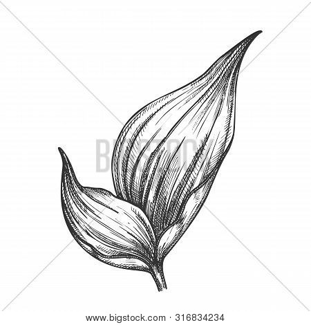 Rhapis Robusta Tropical Leaf Hand Drawn Vector. Decorative Jungle Floral Frond Leaf. Element Of Beau