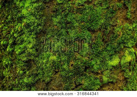Macro Of Green And Fresh Moss On The Tree Texture Background.