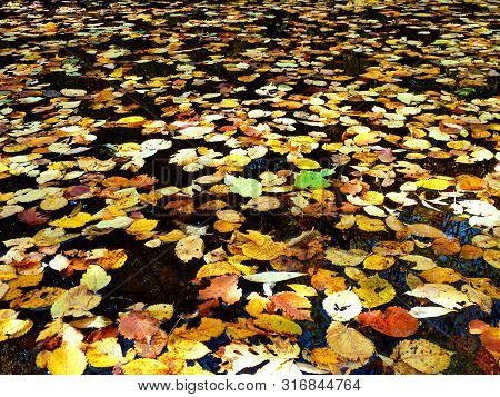 Fallen Autumn Leaves On The Water. Amazing Natyre.