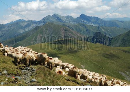 Stado owiec w górach Fagaras, Rumunia
