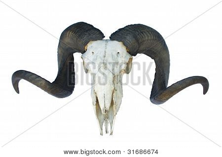 Cranio di RAM con Big Horn