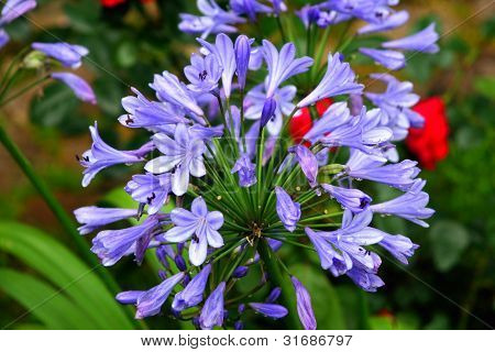 Purple hyacinth