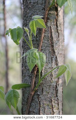 Hiedra venenosa en un árbol