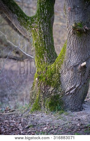 The Main Focus Is On Trees In Different Situations