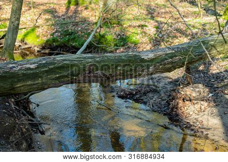 The Natural Paradise Hasbruch In Northern Germany Near Hude