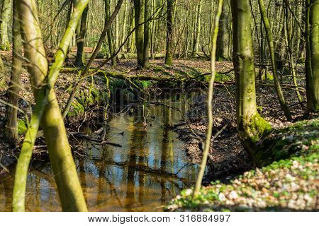 The Natural Paradise Hasbruch In Northern Germany Near Hude