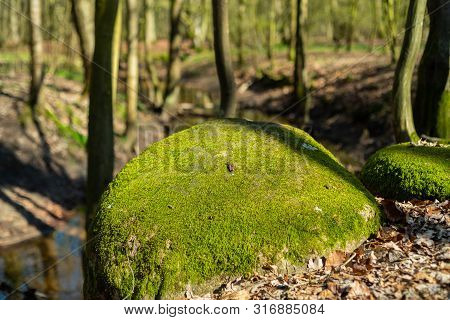 The Natural Paradise Hasbruch In Northern Germany Near Hude