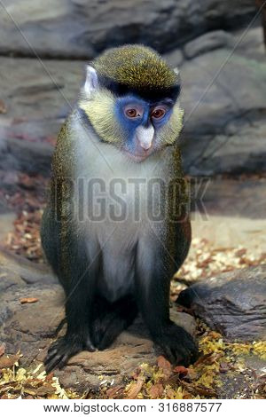 Cercopithecus Ascanius Monkey Or Red Tailed Guenon Monkey. Sad Monkey