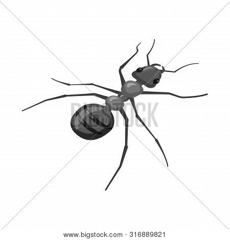 Vector Illustration Of Ant And Wild Icon. Set Of Ant And Cute Stock Symbol For Web.
