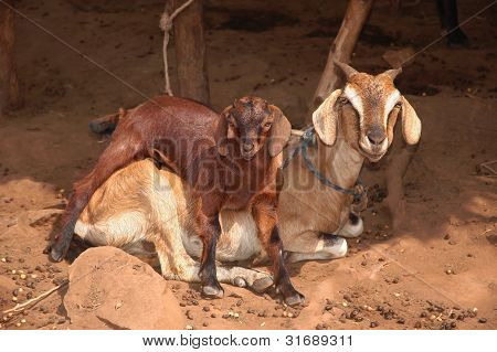 Geit en Goatling