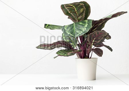 Houseplant Maranta In White Pot Over White Wall, Free Space