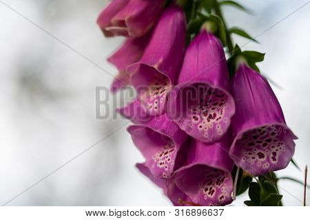 Focus On Nature Flowers, Leaves And Stems