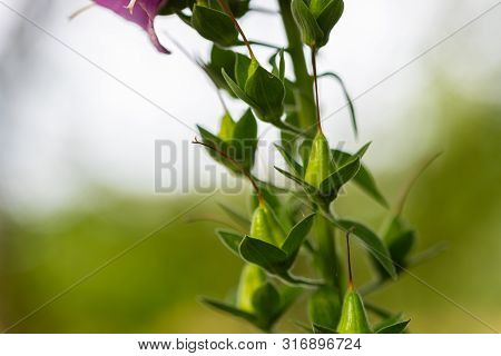 Focus On Nature Flowers, Leaves And Stems