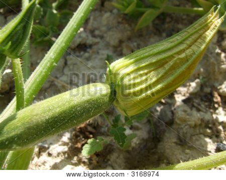 Courgetter voksende