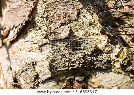 Focused Motifs Can Be Found During A Walk Through Nature