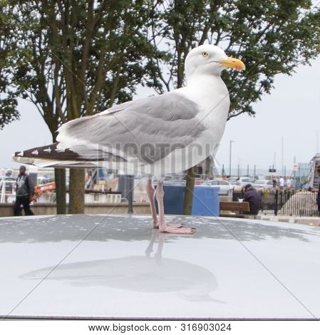 Seagull Looking Out For Some Disgarded Food