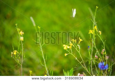 Focus On Flowers And Plants With Beautiful Colors