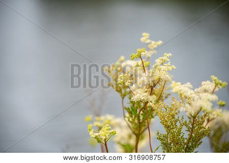 Focus On Flowers And Plants With Beautiful Colors