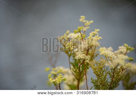 Focus On Flowers And Plants With Beautiful Colors