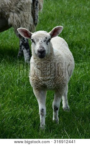 Very Cute Beulah Speckled Face Lamb In A Grass Field On A Farm.