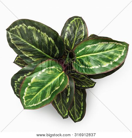 Artificial Maranta Plant In Flower Pot On White Background, Top View