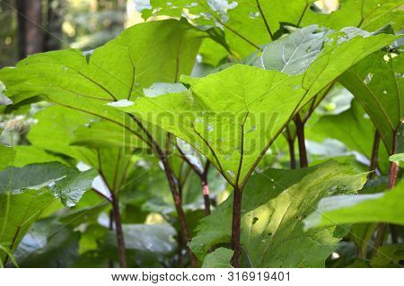 Giant Leaves Of Butterbur Petasites Macro Closeup