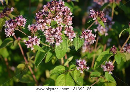 Flowers And Inflorescences Of Breckland Thyme Closeup Macro