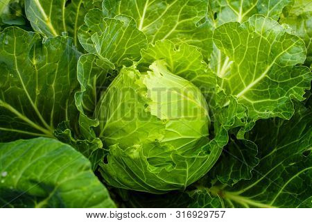Cabbage Grow In Home Vegetable Garden. Fresh Kitchen Garden Cabbage.