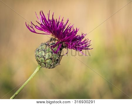 Blooming Brown Knapweed (centaurea Jacea) Detail Of Purple Blossom In Sunlight