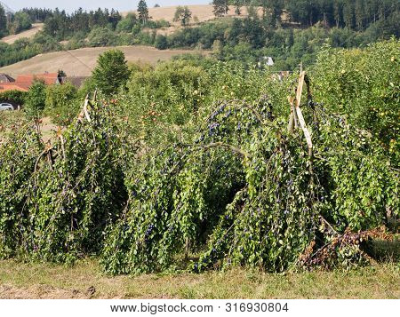 Broken Plum Tree With Heavy Blue Truits In Summer