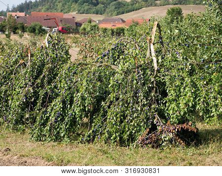 Broken Plum Tree With Heavy Blue Truits In Summer