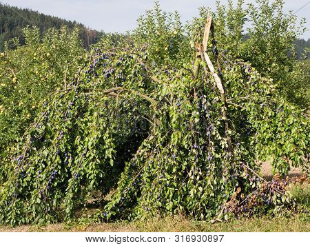 Broken Plum Tree With Heavy Blue Truits In Summer