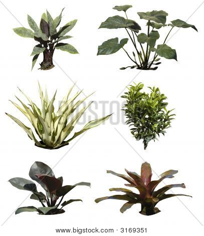 Piante tropicali