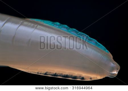 Macro photo of adult Toxocara canis, dog roundworm