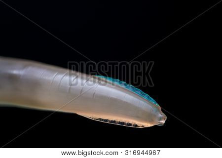 Macro Photo Of Adult Toxocara Canis, Dog Roundworm