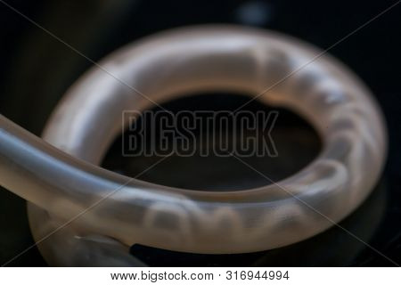 Macro Photo Of Adult Toxocara Canis, Dog Roundworm