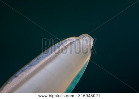 Macro Photo Of Adult Toxocara Canis, Dog Roundworm