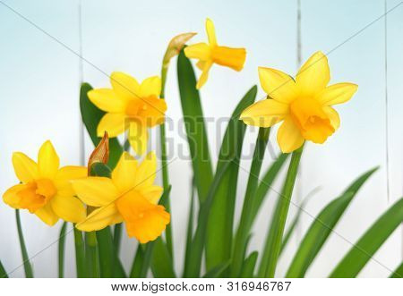 Yellow Daffodils (narcissus) Blooming On White Wooden Background.