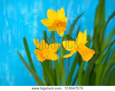 Yellow Daffodils (narcissus) Blooming On Painted Blue Background.