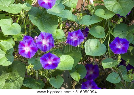 Violet Morning Glory. Weaving Flowers. Beautiful Natural Background Of Flowers And Large Leaves.