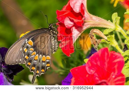 Spicebush Swallowtail Butterfly In The Garden (papilio Troilus)