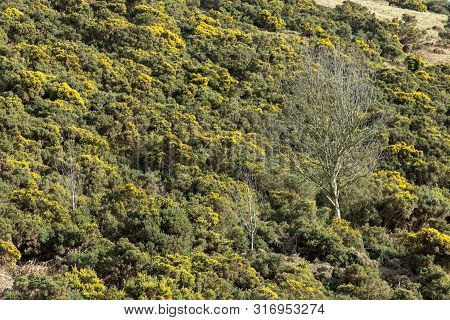 Landscape Of The Highland Around Lauder,  In Lammermuir Hills, Scottish Border, Scotland. Uk