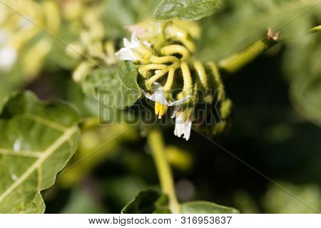 Flower Of A Garland Berry, Solanum Viride