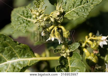 Flower Of A Garland Berry, Solanum Viride