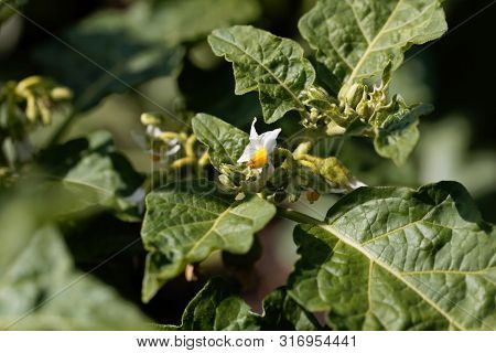 Flower Of A Garland Berry, Solanum Viride