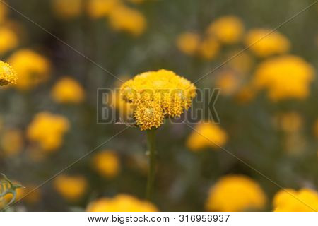 Flower Of Lonas Annua
