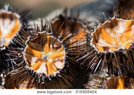 Fresh Sea Urchins, Ricci Di Mare, On A Rock, Close Up, Selective Focus. A Typical Dish Of Salento, P